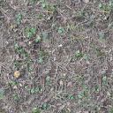Forest ground